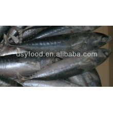 Fuzhou dingshengyuan comercio co., Ltd pescado bonito congelado todo ronda